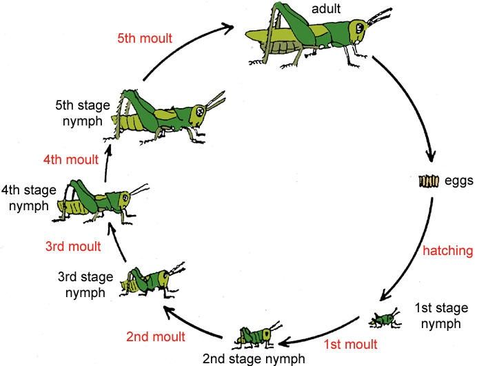 Grasshopper life cycle